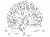 Peacock Coloring Pages Print Supercoloring Via sketch template