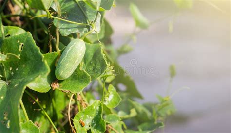 Ivy Gourd Scientific Name Coccinia Grandis Stock Image Image Of