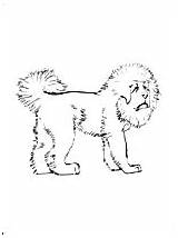 Tibetan Mastiff Coloring Designlooter sketch template