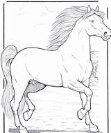 Heste Tegninger Tegning Hest Dyr Sparet Tjent Hoved Læs Også Voksne sketch template