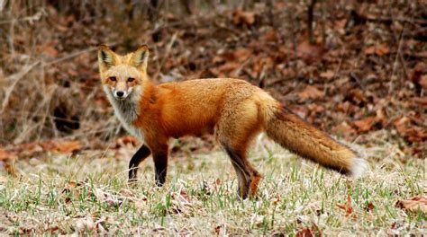 red fox animals wiki fandom
