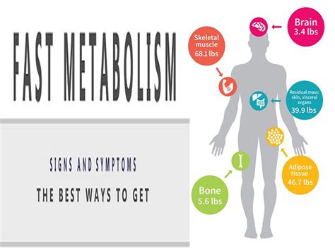 top ways   fast metabolism styles  life