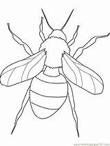 Coloring Insect Pages Printable Kids Mantis Insects Praying Color Wasp Fly Drawing Bug Bugs Grasshopper Colouring Clip Drawings Hayley Armitage sketch template