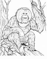Orangutan Ausmalbilder Colorare Orangutans Utan Orangotango Outan Supercoloring Ape Siamang Sits Coloriages Monos Gorilas Gibbon Orangutanes Apes Dentistmitcham Printmania Gaddynippercrayons sketch template