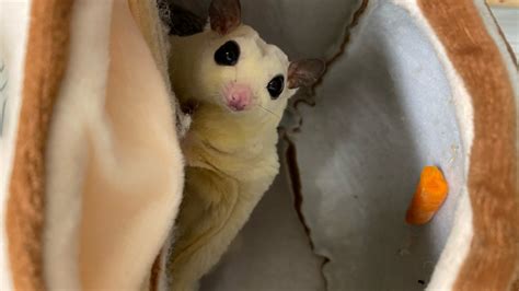 adopt  sugar glider rare adorable flying possums  homes  mass nbc boston