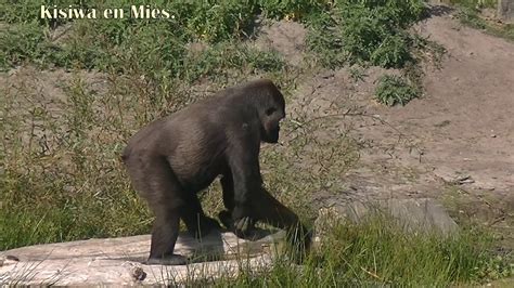 gorillas  beekse bergen youtube