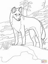 Dingo Coloring Australia Pages Printable Animals Supercoloring Australian Animal Outline Outback Colouring Drawing Print Kids Color Dog Drawings Wild Dogs sketch template