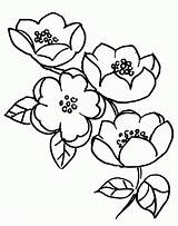 Blossom Cherry Coloring Tree Flowers Apple Pages Blossoms Drawing Fruit Clipart Japanese Flower Branches Colorable Clip Template Getdrawings Chinese Library sketch template