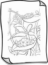 Silkworm Silk Drawing Coloring Getdrawings sketch template