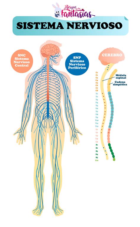 sistema nervioso  juegos infantiles