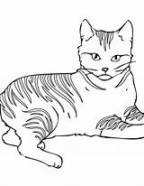 Cat Tabby Coloring Pages Printable Print Color Getcolorings sketch template