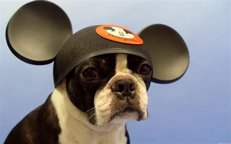 adorable pictures  dogs wearing hats