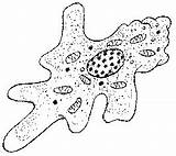 Amoeba Drawing Protist Protozoan Protozoa Protists Sketch Getdrawings Amoebas These Sacco Quentin Template sketch template