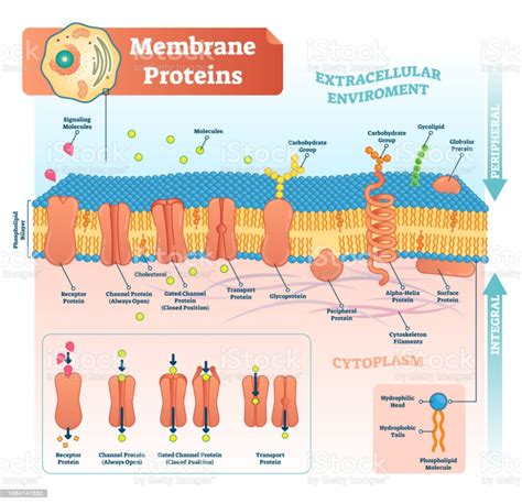 membrane proteins labeled vector illustration detailed structure scheme membrane proteins
