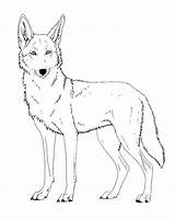 Coyote Coloring Pages Drawing Printable Lineart Face Howling Friendly Paint Cartoon Line Kids Drawings Canis Ferox Version Deviantart Coyotes Getdrawings sketch template