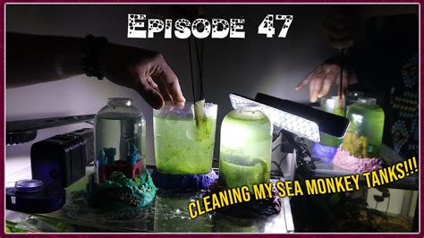 cleaning   day  sea monkey tanks youtube