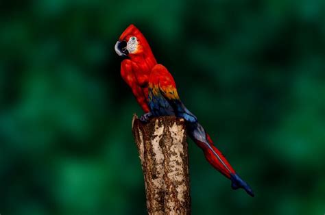 johannes stoetter parrot woman painting body painting
