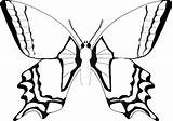 Schmetterling Ausmalbilder Malvorlagen Ausmalen Malvorlage Schwalbenschwanz Drucken Tiere Erwachsene Schlagwörter Freigeben Azausmalbilder Response sketch template