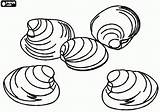 Coloring Pages Clam Clams Shells Printable Animal Oncoloring Clip sketch template