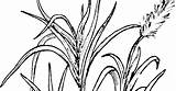 Sugarcane Plant Drawing Coloring Line Worksheet sketch template