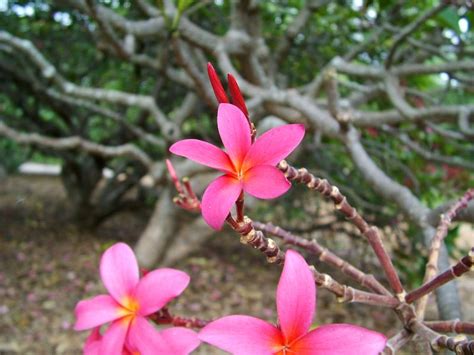 pink plumeria flowering tree photo aukipa   pbasecom