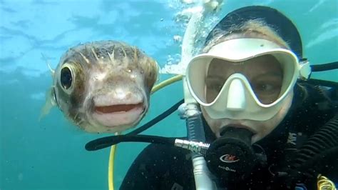 diver takes adorable selfie  pufferfish  australian coast
