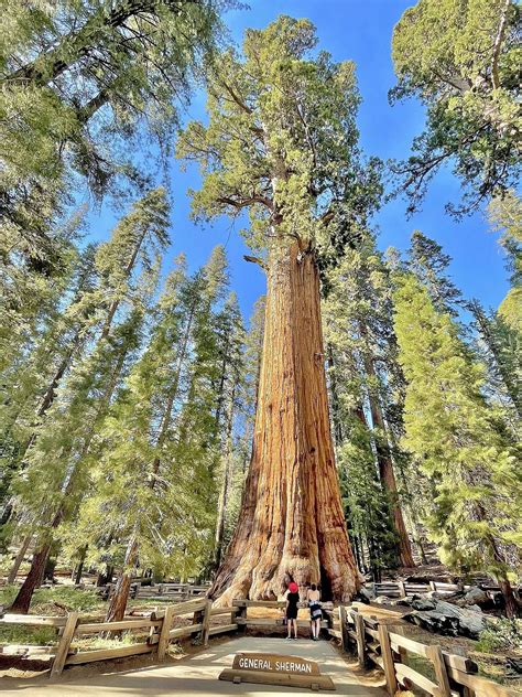 filegeneral sherman tree  sequoia national park june jpg