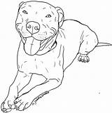 Pitbull Coloring Pages Dog Drawing Drawings Puppy Pit Bull Printable Nose Red Print Sketches Color Easy Puppies Cute Cartoon Blue sketch template