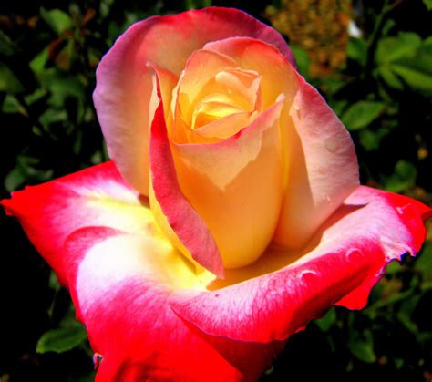 pin  dawn osman fraser  roses   favorite flower fire  ice