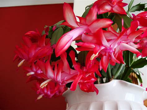 divide  large christmas cactus    dont