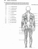 Muscular System Physiology Workbook Kidsworksheetfun Divyajanani sketch template
