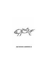 Ameise Ameisenhaufen Ausmalbild Insekten Ausdrucken sketch template