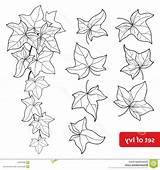 Leaf Vectorified sketch template