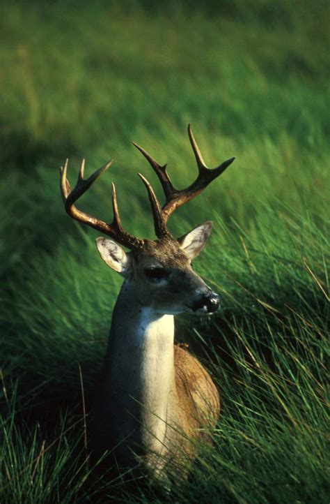 filewhite tailed deer male buck close  odocoileus virginianusjpg
