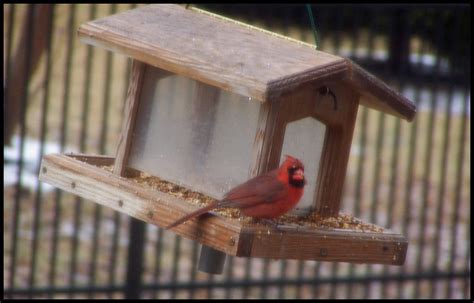 cardinal bird house flickr photo sharing