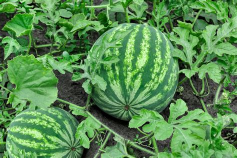 grow  care  watermelon