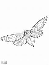 Cicada Coloring Pages Drawing Line Flying Coloringbay Paintingvalley sketch template