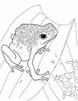 Frog Coloring Dart Poison Coqui Blue Drawing Pages Supercoloring Categories Getdrawings Drawings sketch template