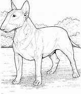 Bull Terrier Bullterrier Malvorlage Hunde sketch template