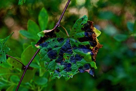 spotted leaf photograph  glen thomas