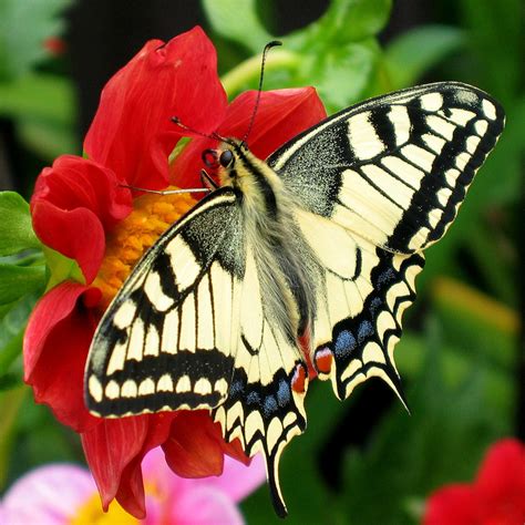butterfly wikipedia