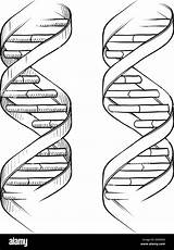 Helix Dna Double Drawing Sketch Coloring Vector Drawings Pencil Paintingvalley Alamy Shopping Cart Triple sketch template
