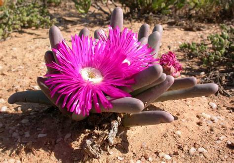 succulent smuggling why are south africa s rare desert plants