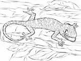 Coloring Pages Lizards Gecko Lizard Supercoloring Reptiles sketch template