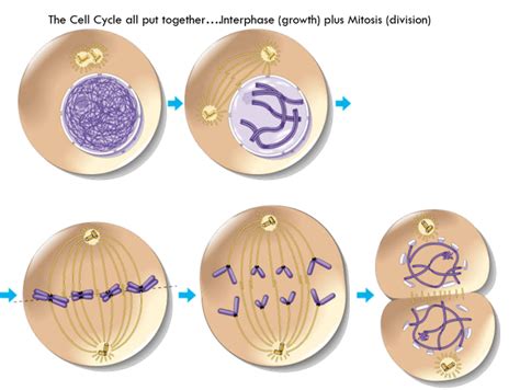 interphase   interphase overview diagrams expii choose    sets