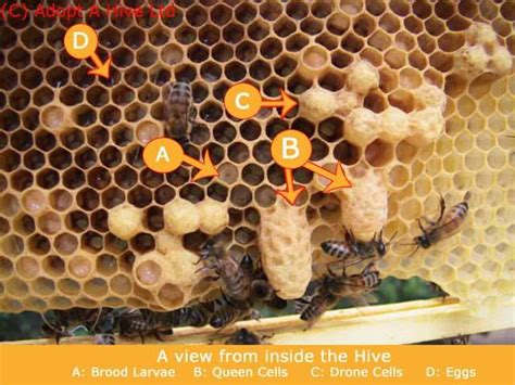 pin  honeybees