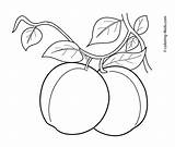 Coloring Apricot Designlooter Fruits Apricots Printable Pages Kids sketch template