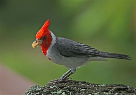 pictures  information  red crested cardinal