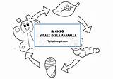 Ciclo Vitale Farfalla Tuttodisegni sketch template