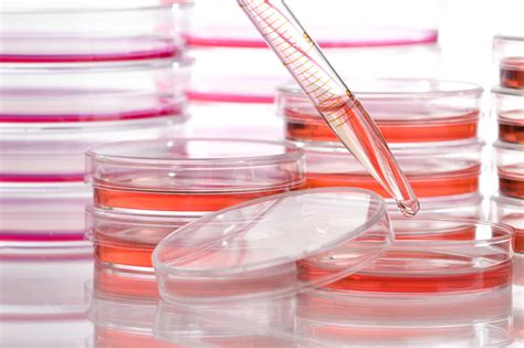 application  animal cell culture  application  rdna  animal cell culture animal